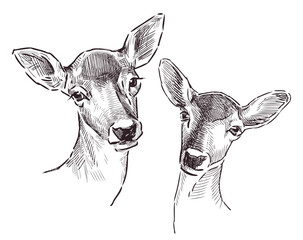 Doe, fallow deer, roe deer; animal portrait; two, head, sketch, realistic, vector hand drawn illustration isolated on white