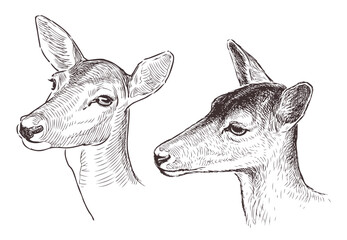 Doe, fallow deer, roe deer; two,animal portrait; head, sketch, realistic, vector hand drawn illustration isolated on white