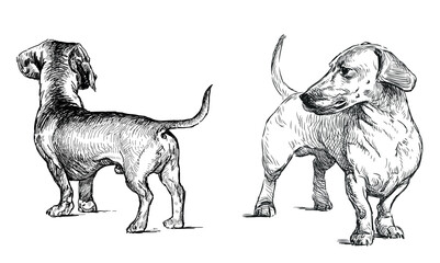 Dachshund hunting dog pet purebred cute, vector hand drawn illustration realistic black and white isolated on white - 766349611