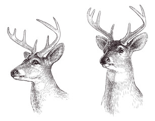 Deer, stag, horns, animal head, portrait sketch, realistic, vector hand drawn illustration isolated on white - 766349617