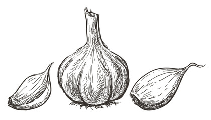 Garlic, whole, cloves,vegetable, sketch,delicious healthy food, vector hand drawing isolated on white