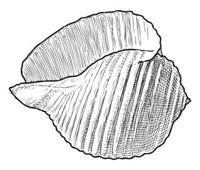 Mollusk seashell, single, sea life, beach, contour hand drawing, black and white vector sketch isolated on white