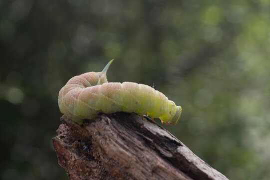 oak hawkmoth (Marumba quercus, Smerinthus quercus), caterpillar. S'elighe, Monti, Gallura. Olbia. Sardinia, Italy
