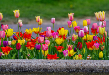 blooming tulips closeup - 766349820