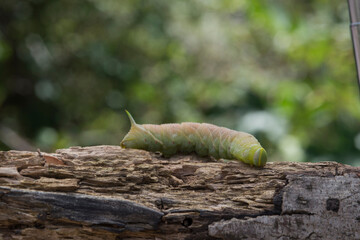 oak hawkmoth (Marumba quercus, Smerinthus quercus), caterpillar. S'elighe, Monti, Gallura. Olbia. Sardinia, Italy