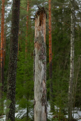 A dead pine tree in spring in a nordic forest.