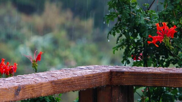 Drops of rain fall in a wood with natura background