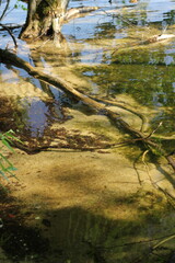 Shallow water along the lake front.