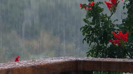 Drops of rain fall in a wood with natura background