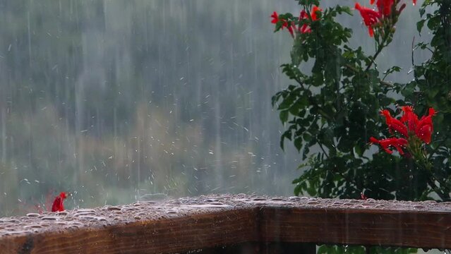 Drops of rain fall in a wood with natura background