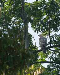 Javan Eagle on Tree