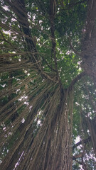 Fototapeta premium Trees in the forest