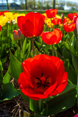 blooming tulip fields