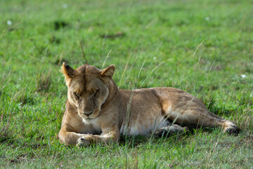 Lion