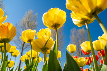 blooming tulip fields - 766352653