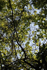 Fototapeta premium trees and sky