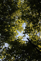 Leafy branches hanging along the lake shore.