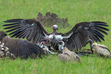 Vulture