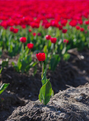 blooming tulip fields - 766354881