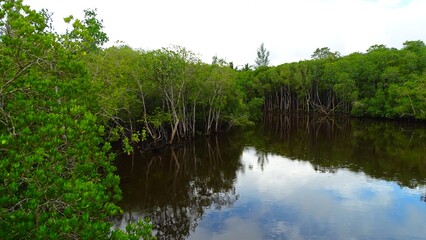 Fototapeta premium Seychelles, Mahé Islands, mangrove in the Cascade River at Port Launay