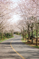 한국 벚꽃길 드라이브 풍경