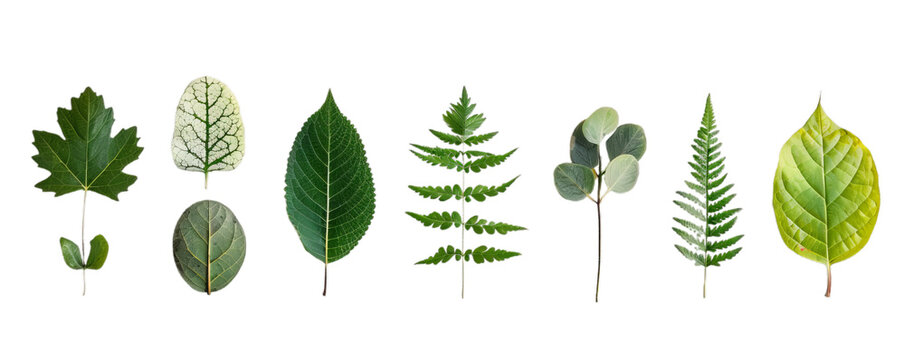 Different colour variations of leaves from trees. Picture of nature.