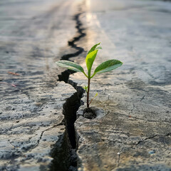A sapling growing through cracks in concrete, symbolizing persistence, overcoming obstacles to reach sunlight