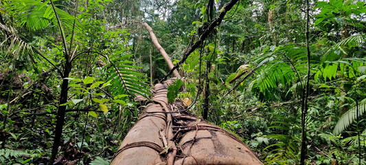 fallen tree in the jungle