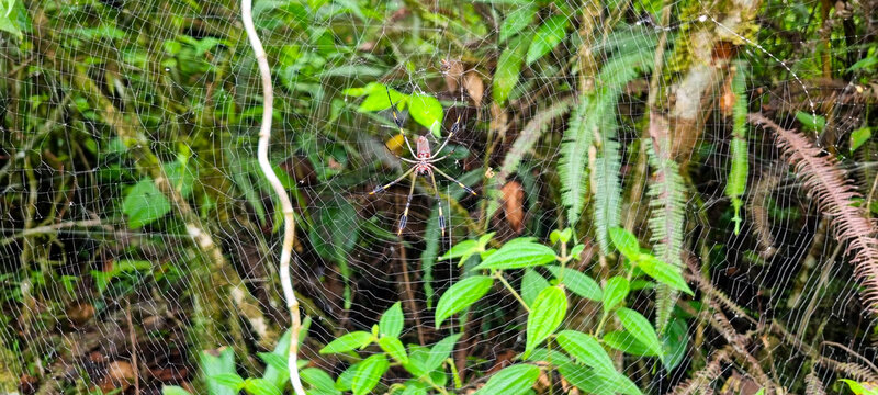 golden orb weaver web in the jungle of monteverde