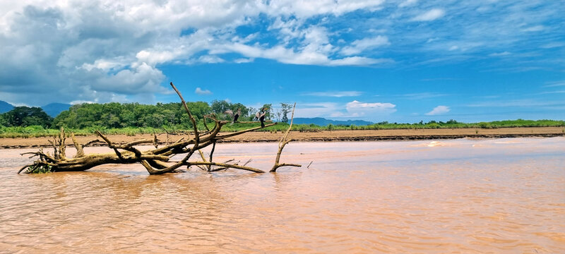 Ducks sitting on a branch in the tarcoles river