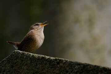 a small wren on a gravestone looks upwards with its beak open