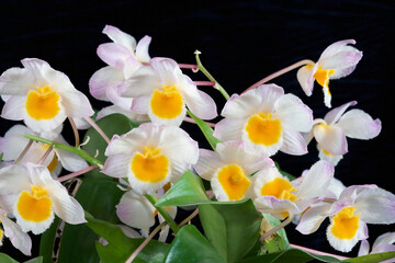 Dendrobium farmeri, a species orchid from the Himalayan region