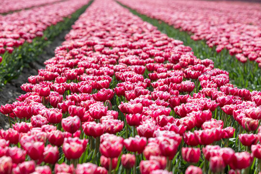 Bloeiende rode tulpen in een bed net voordat ze gekopt worden. Tulpen worden ook in Zeeland veelvuldig geteelt voor de bloembol.