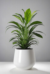 Fake plant in a pot isolated on a white background colorful background