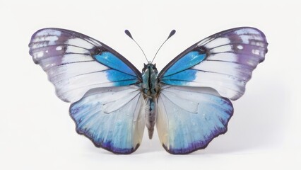 blue butterfly isolated on white