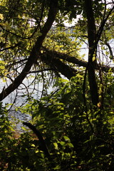 Obraz premium Leafy branches hanging along the lake shore.