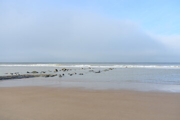 Belgium's coast in winter with sandstorms and sunshine
