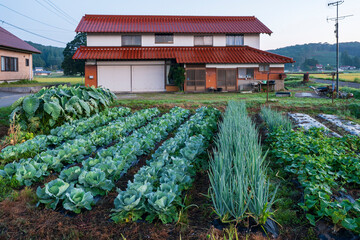 日本の農村