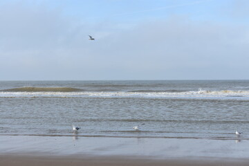 Belgium's coast in winter with sandstorms and sunshine