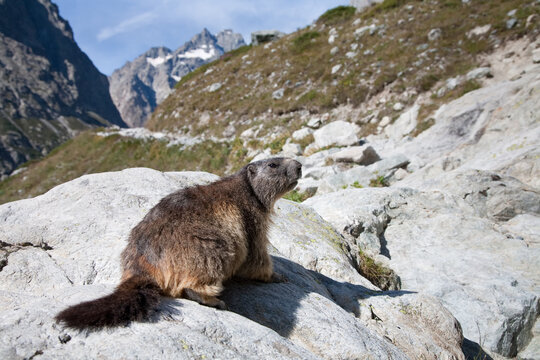 Bergmarmot op de rotsen in het nationale park Les Ecrins in de Franse Alpen.