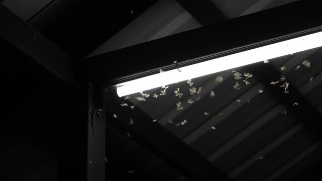 Swarm of Termite Flying or Alates flying play towards the light of long LED bulbs in the pavilion at night after it rains with house lizard lurking and hunting to eat.