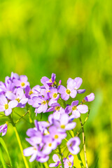 Wild pink flower in green grass field. flowers field in sunset.