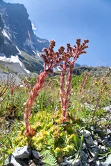Deurstickers Berghuislook (Sempervivum montanum) is een plant uit de vetplantenfamilie. De plant komt voor in de gebergtes van Midden-Europa tussen 1700 en 3400 m hoogte. Hier te zien op een bergweide in de Alpen. © ArieStormFotografie