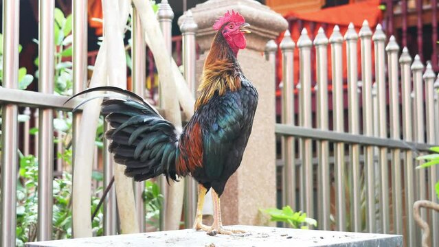 Safe zone for chicken stray. A rooster stands and crows in the morning in front of the fence inside sanctuary in the temple of Thailand.