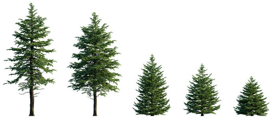 Abies concolor frontal set (the white, concolor, or Colorado fir) Pine-tree big tall tree isolated...