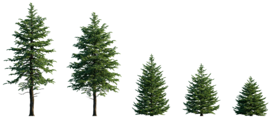 Abies concolor frontal set (the white, concolor, or Colorado fir) Pine-tree big tall tree isolated png on a transparent background premium cutout Pine