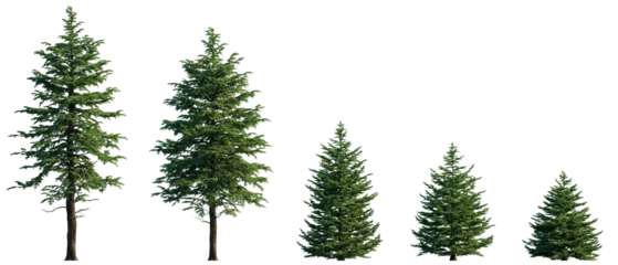 Deurstickers Abies concolor frontal set (the white, concolor, or Colorado fir) Pine-tree big tall tree isolated png on a transparent background perfectly cutout Pine © Roman