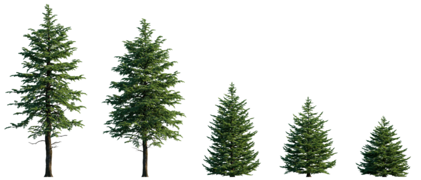 Abies concolor frontal set (the white, concolor, or Colorado fir) Pine-tree big tall tree isolated png on a transparent background premium cutout Pine - Powered by Adobe