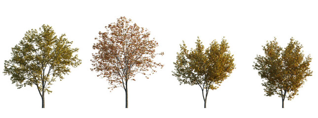 Acer tataricum ginnala frontal set (the Tatar, Tatarian,  Euacer, Amur maple) deciduous spreading shrub and trees isolated png on a transparent background perfectly cutout - obrazy, fototapety, plakaty