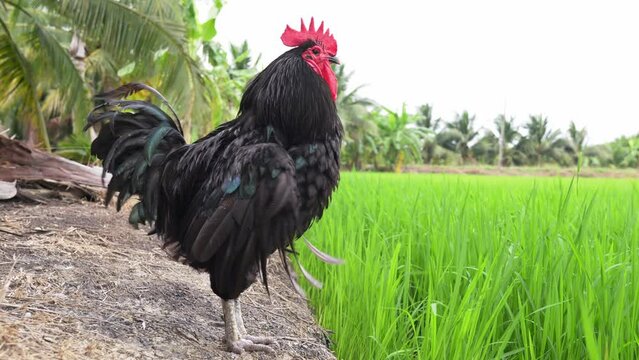 Free range organic chicken poultry in country of Thailand. Black australorp rooster standing in the wind on the ground with a field of young green rice plants.